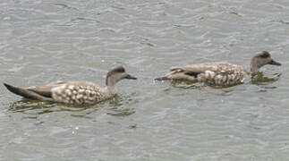 Crested Duck