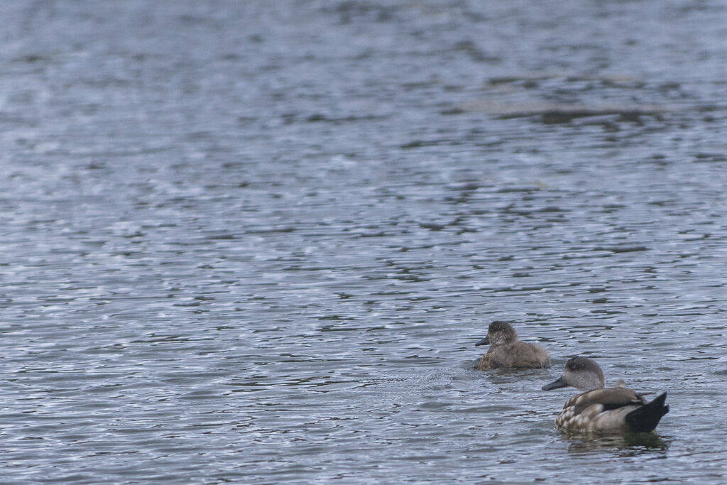 Canard huppé