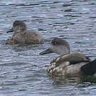 Canard huppé