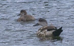 Canard huppé