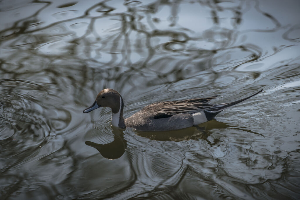 Canard pilet