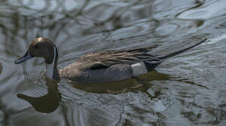 Northern Pintail