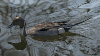 Canard pilet