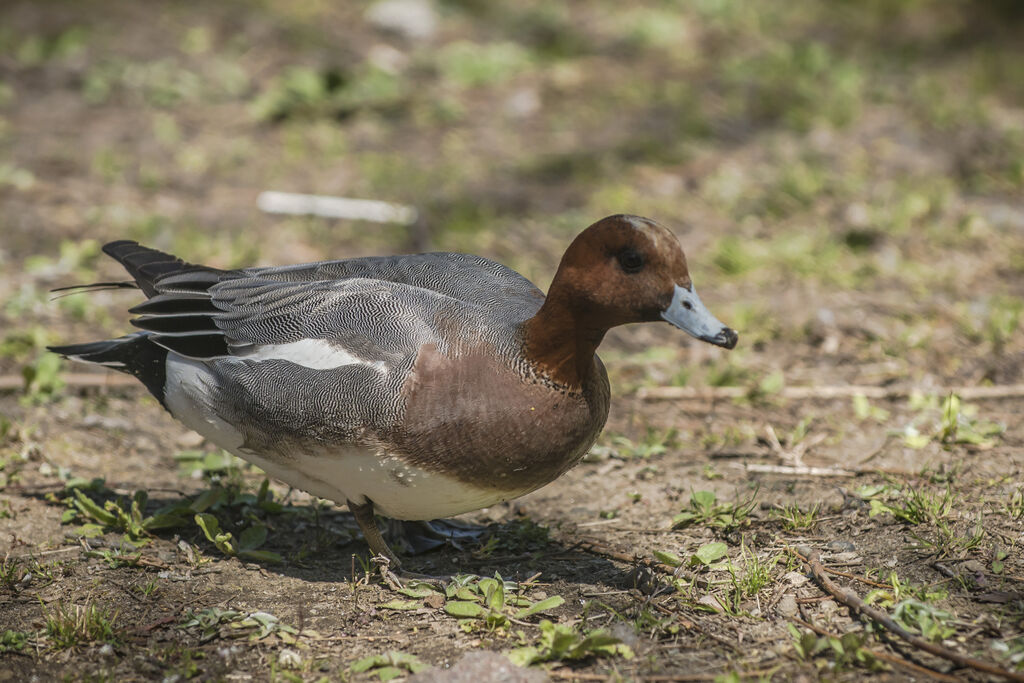 Canard siffleur