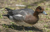 Canard siffleur