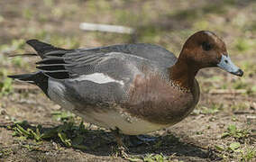 Eurasian Wigeon