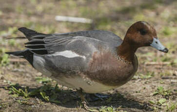 Canard siffleur