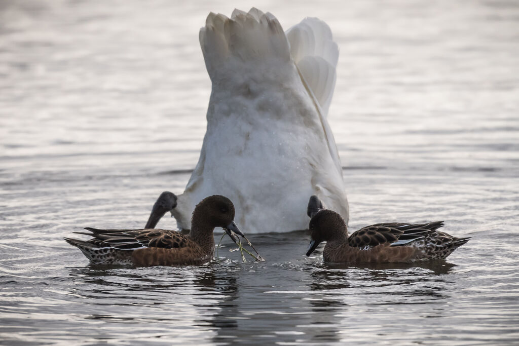 Canard siffleur