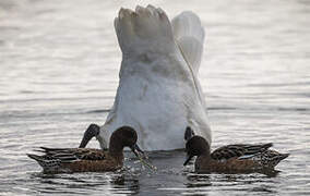 Eurasian Wigeon