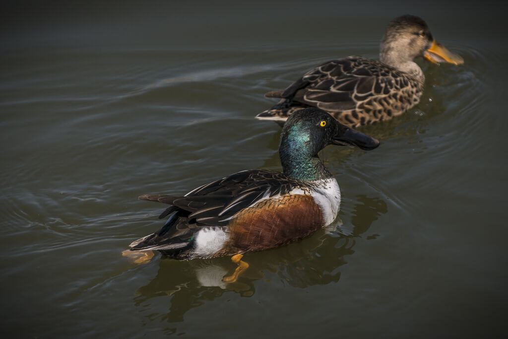 Northern Shoveler 