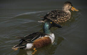 Northern Shoveler