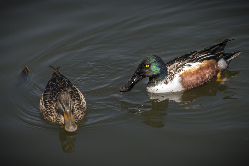 Canard souchet