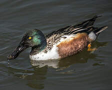 Northern Shoveler