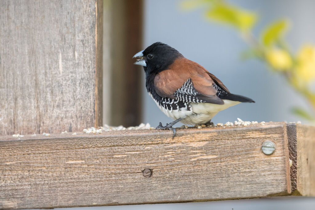 Black-and-white Mannikinadult, identification, feeding habits