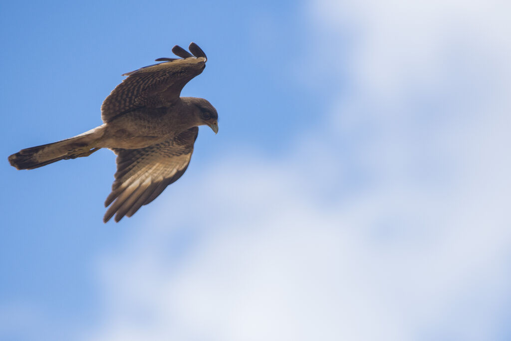 Chimango Caracara