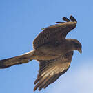 Caracara chimango