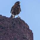 Caracara chimango