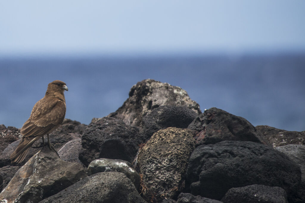 Chimango Caracara