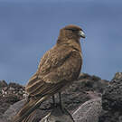 Caracara chimango