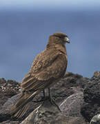 Chimango Caracara