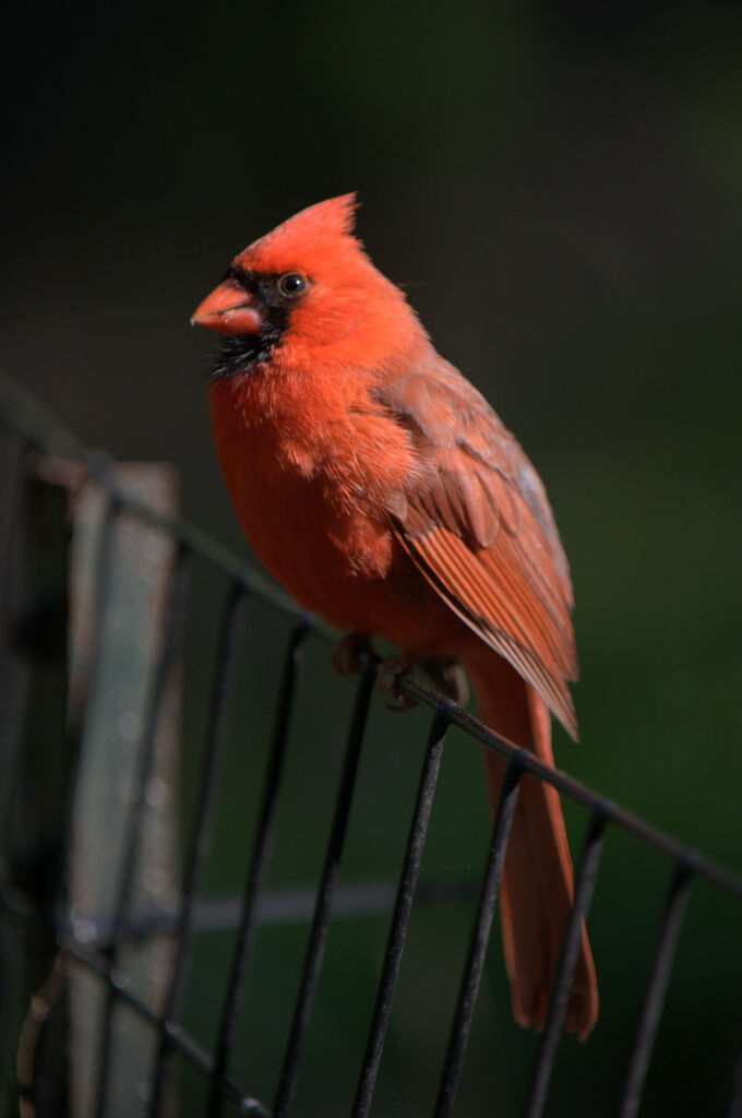 Northern Cardinal male adult