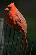 Northern Cardinal