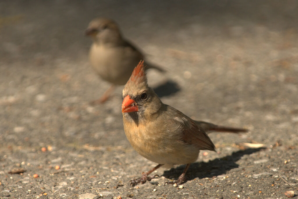 Cardinal rouge femelle adulte