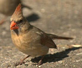 Cardinal rouge