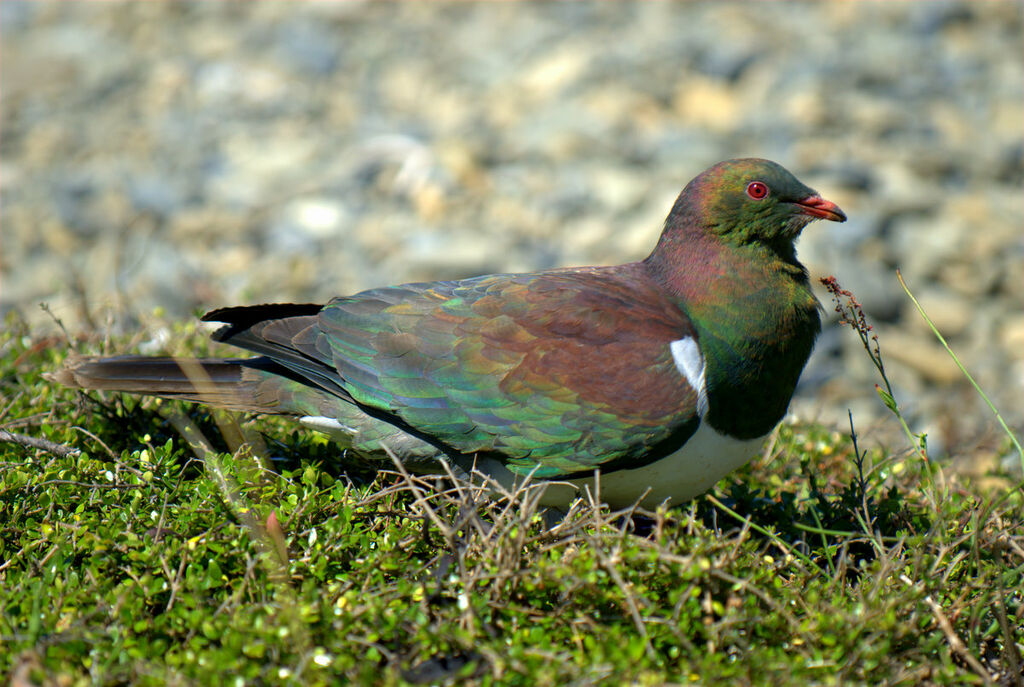 Carpophage de Nouvelle-Zélande