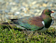 New Zealand Pigeon