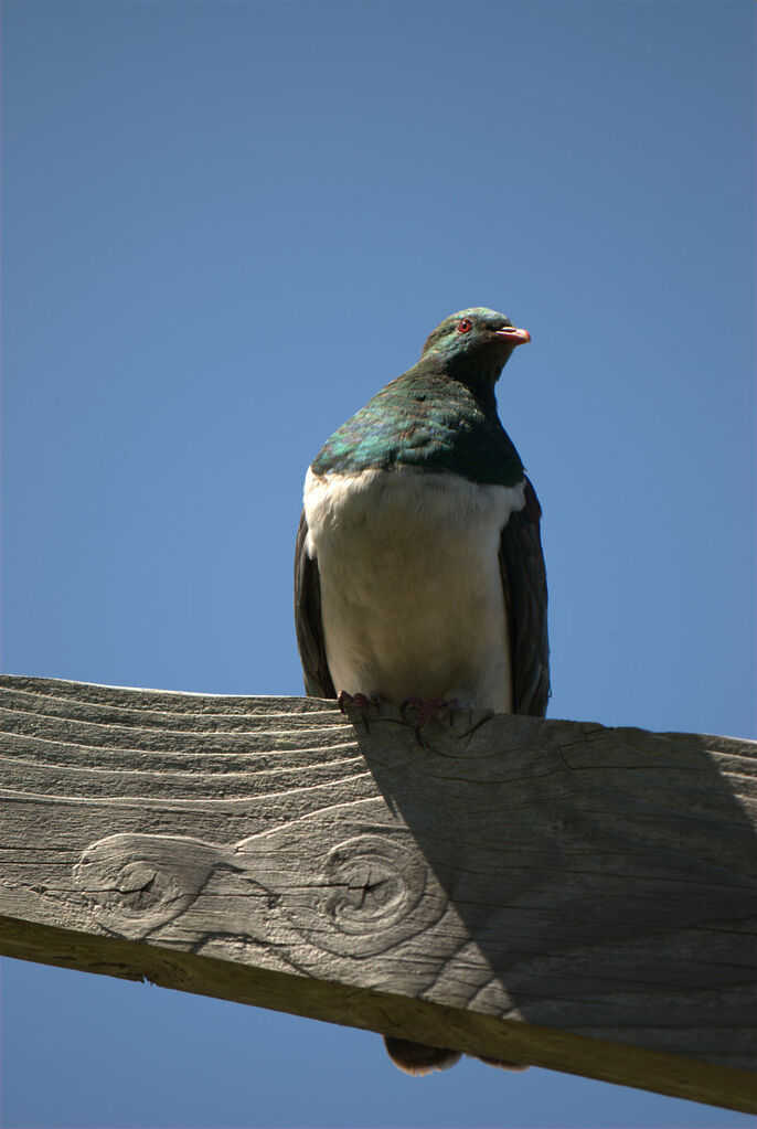 New Zealand Pigeon