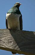 New Zealand Pigeon