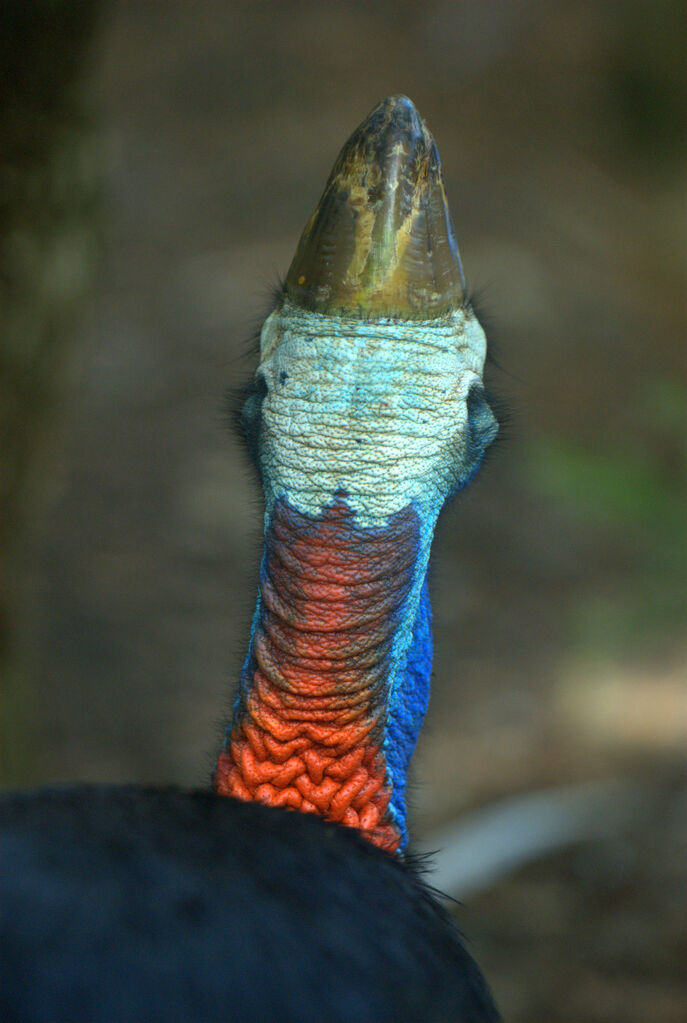 Southern Cassowary