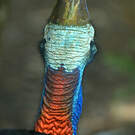 Casoar à casque