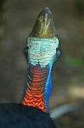 Southern Cassowary