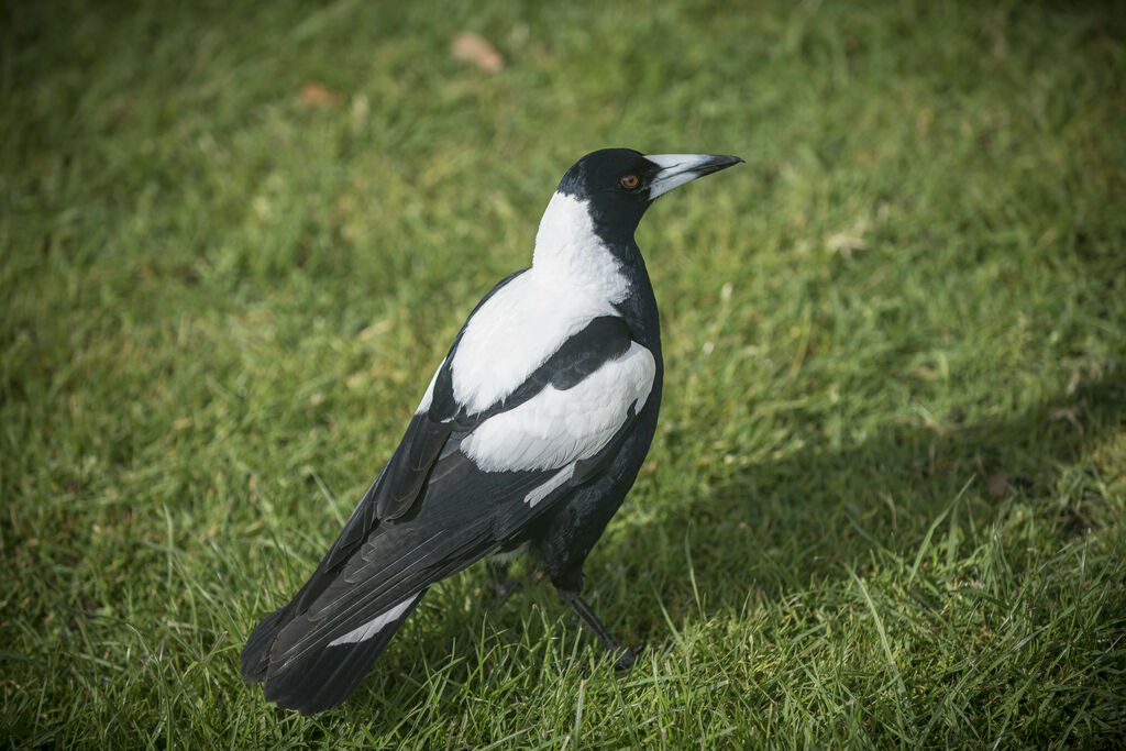 Australian Magpie male