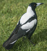 Australian Magpie