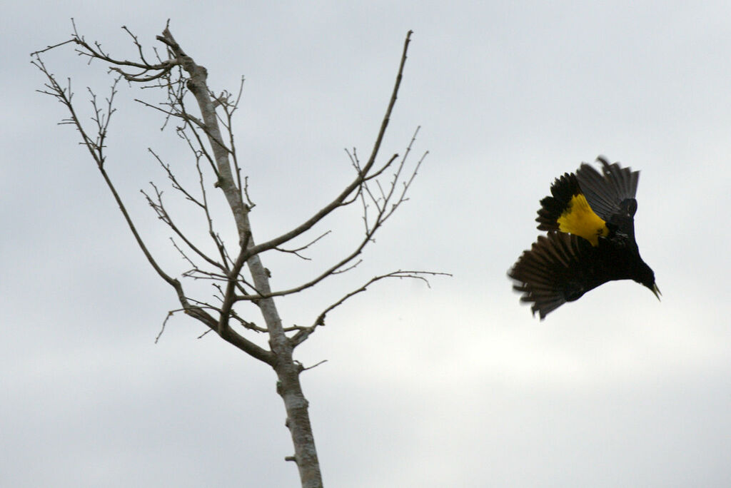 Yellow-rumped Cacique