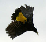 Yellow-rumped Cacique