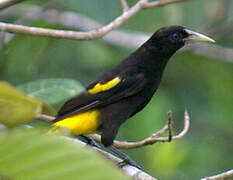 Yellow-rumped Cacique