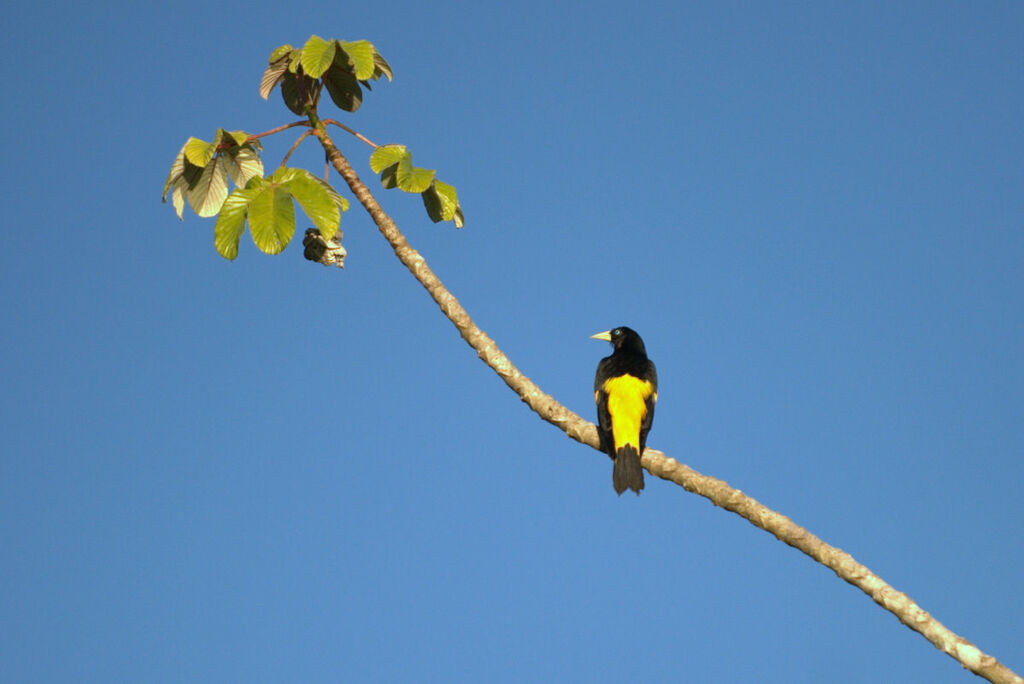 Yellow-rumped Cacique