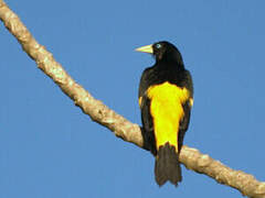 Yellow-rumped Cacique