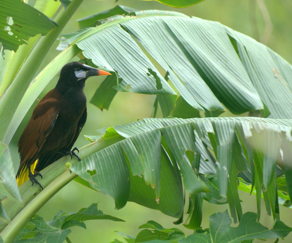 Montezuma Oropendola