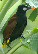 Montezuma Oropendola