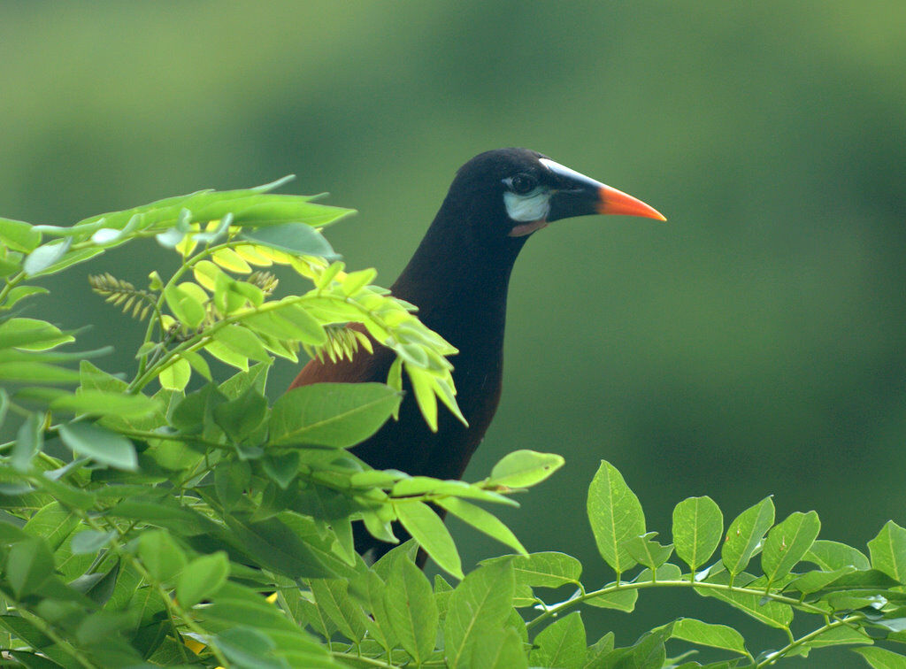 Montezuma Oropendola