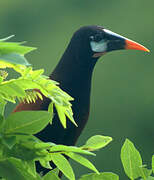 Montezuma Oropendola