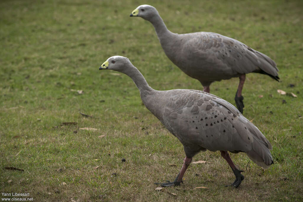 Cape Barren Gooseadult, identification