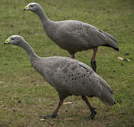 Cape Barren Goose