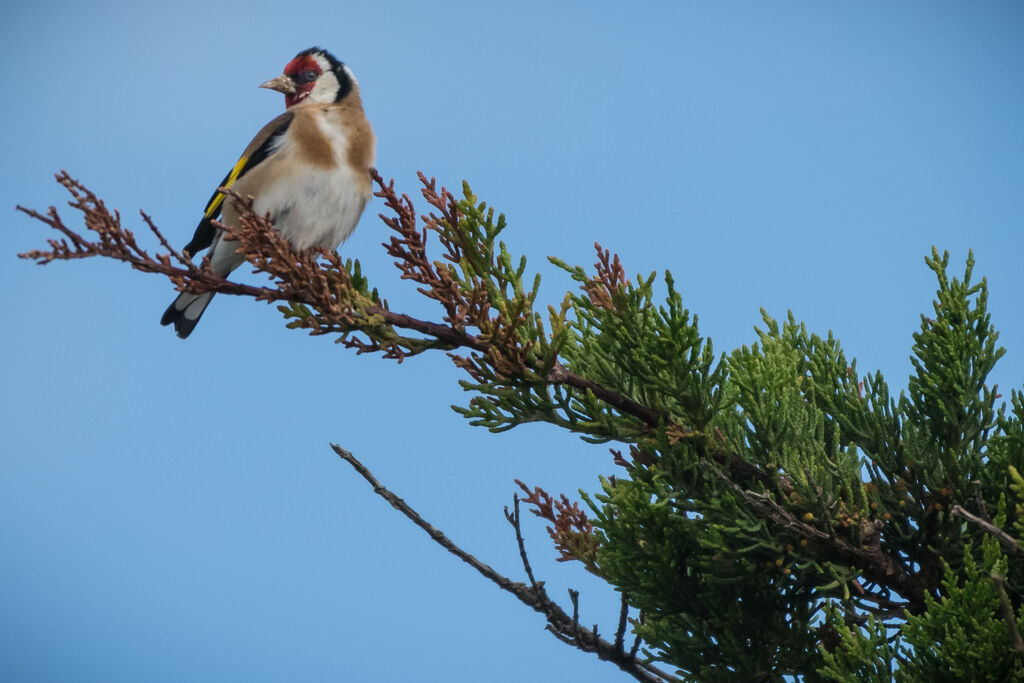 European Goldfinch