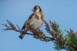 European Goldfinch